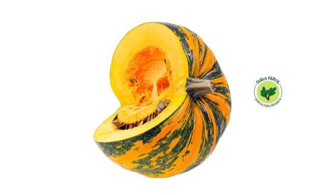 Calabaza de aceite de Estiria