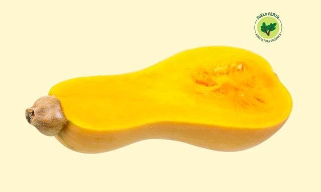 Calabaza pera (calabaza moscada)