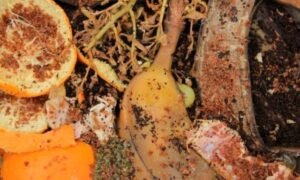 bokashi el mejor abono orgánico para la huerta y el jardín