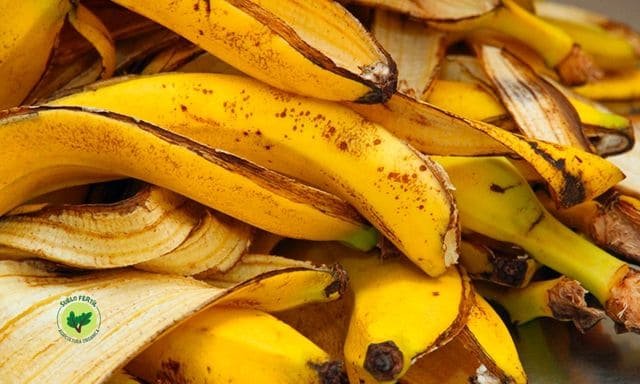 cascaras de banana, potente abono orgánico
