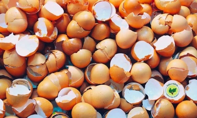 cascaras de huevo, fertilizante orgánico casero