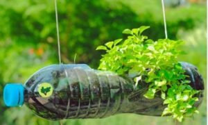 plantas en botellas de plástico, como sembrar de forma sencilla