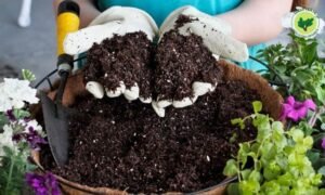 tierra para macetas, la mejor tierra para las plantas