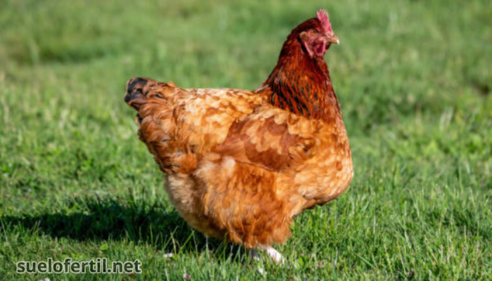 Gallina ISA Brown