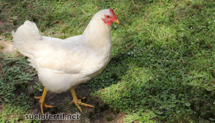 Gallina Leghorn blanca