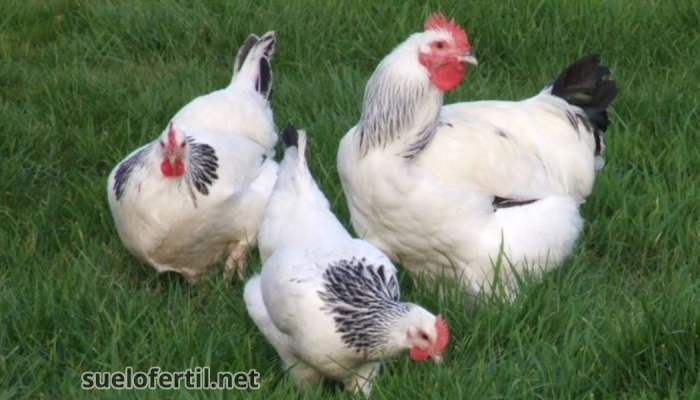 Gallina Sussex