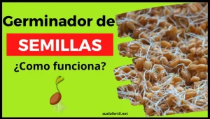 Germinador de Semillas: ¿Que es y para que sirve?