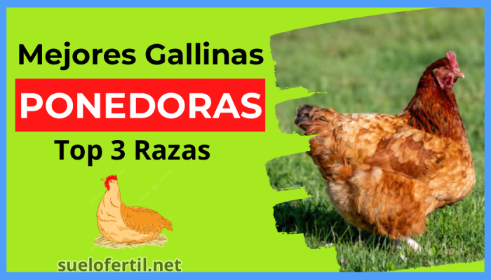 Las 3 Mejores Gallinas Ponedoras: Guía para Elegir la Raza Más Productiva