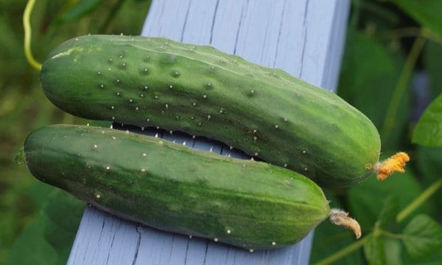 como se cultiva el pepino, descubre como sembrar y cultivar pepinos paso a paso