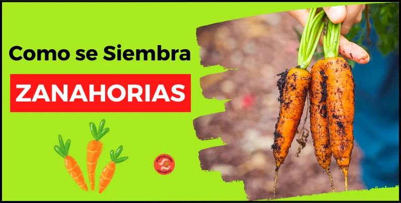 como sembrar zanahorias correctamente