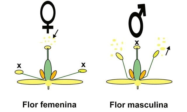 flor femenina y flor masculina de aguacates