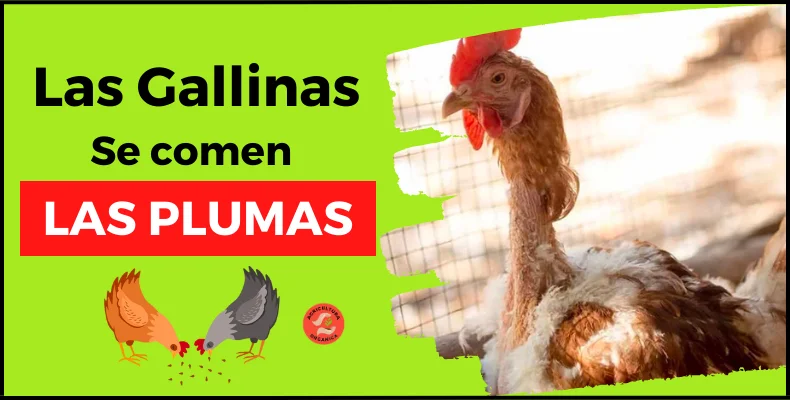 ¿Porque mis gallinas se comen las plumas?