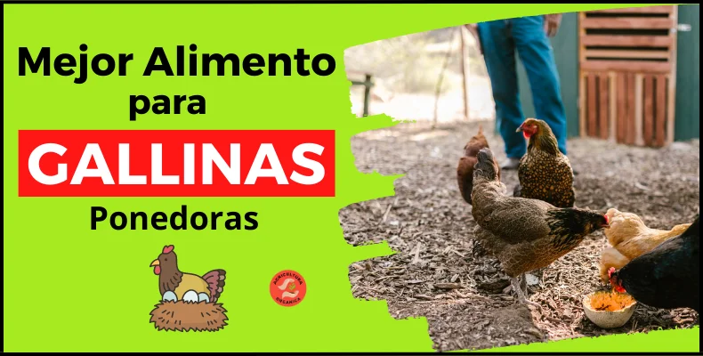 mejor alimento para gallinas ponedoras, alimento casero y balanceado