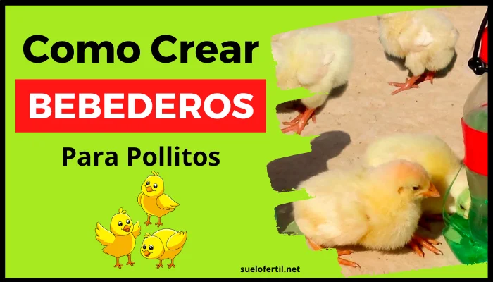 Crea bebederos para pollitos fácil y económico ¡Aprende cómo!
