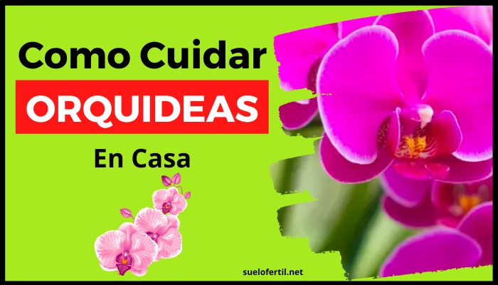 Cuida tus orquídeas: consejos para tenerlas floreciendo en casa