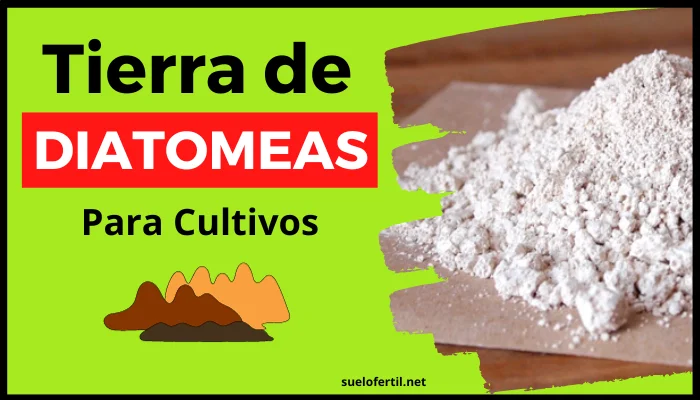 Descubre la tierra de diatomeas: beneficios y usos inigualables