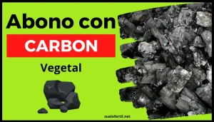 Potencia el crecimiento de tus suculentas usando carbón vegetal