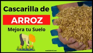 cascarilla de arroz la mejor forma de mejorar tu suelo de forma organica