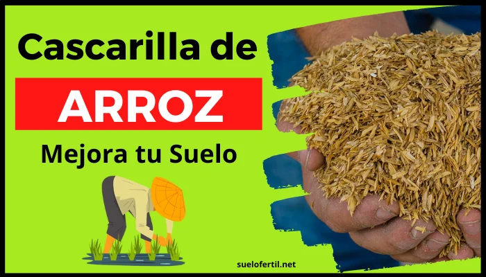 cascarilla de arroz la mejor forma de mejorar tu suelo de forma organica