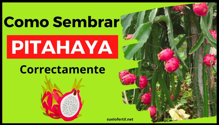 como plantar pitahaya correctamente, siembra pitahaya desde semillas o esquejes