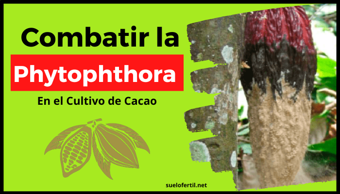 ¿Cómo combatir la Phytophthora en cacao?