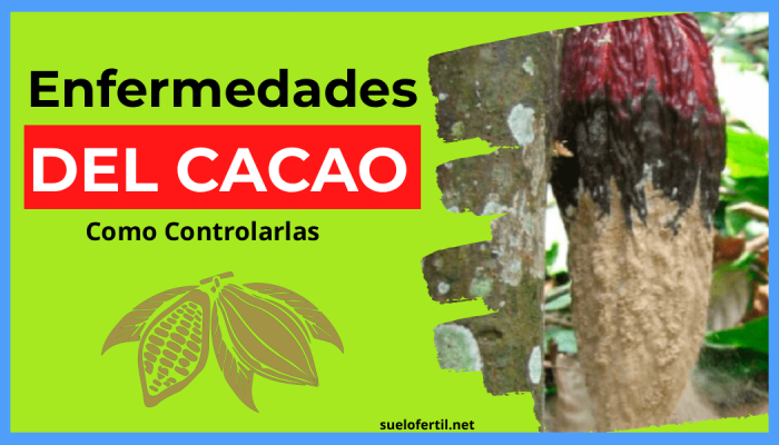 enfermedades del cacao, estas son las enfermedades que pueden dañar tus cosechas de cacao
