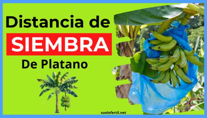 A Qué Distancia se Siembra el Plátano: La Guía Definitiva para Maximizar tu Cosecha