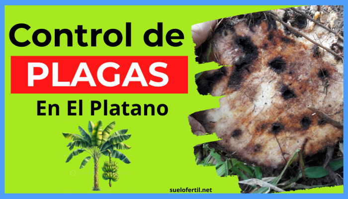 Guía Definitiva para el Control de Plagas en el Cultivo de Plátano: ¡Protege tu Cosecha!