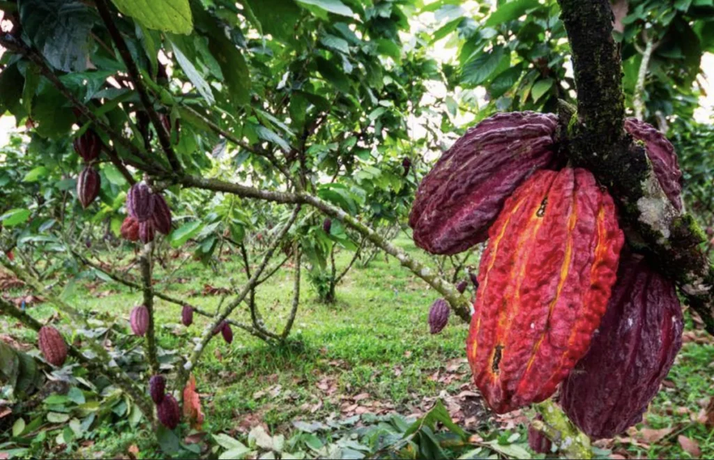 Cacao CCN51 Características, color de la mazorca madura