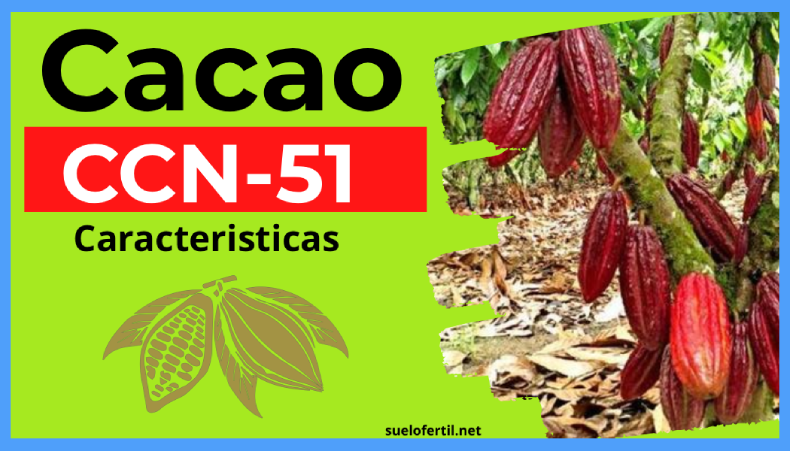 Cacao CCN51 Características, la mejor variedad de cacao para mayor producción y calidad