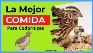 La Mejor Comida para Codornices: Guía Definitiva (Ponedoras, Crías y Engorde)