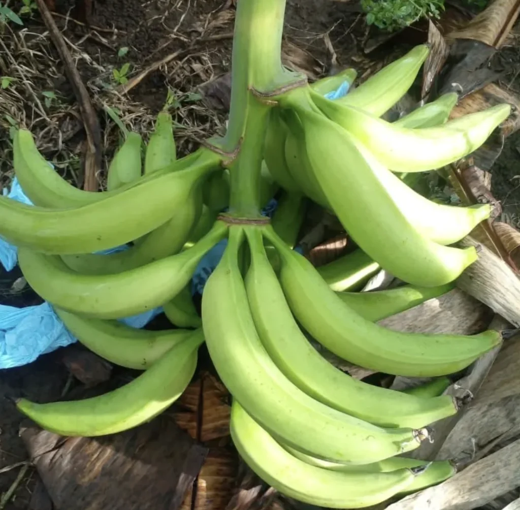 Plátano Curraré, plátano de buena calidad para exportación