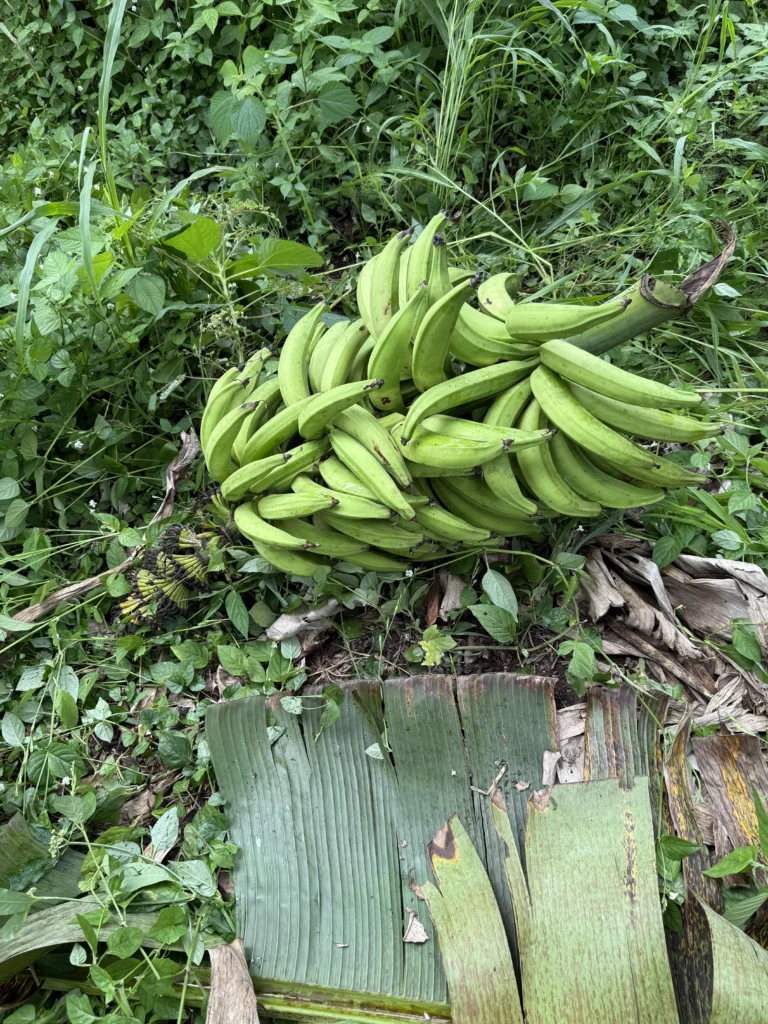 Plátano Dominico, excelente variedad para exportación