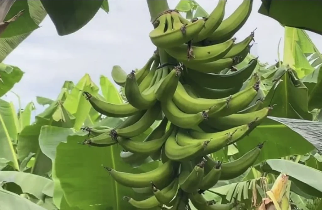 Plátano Hartón, el mejor plátano para exportación