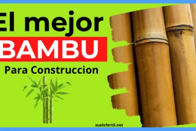 Bambú para Construcción: La Guía Definitiva sobre el "Acero Vegetal"