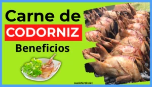 Carne de Codorniz: Beneficios, Propiedades y Por Qué Deberías Incluirla en tu Dieta