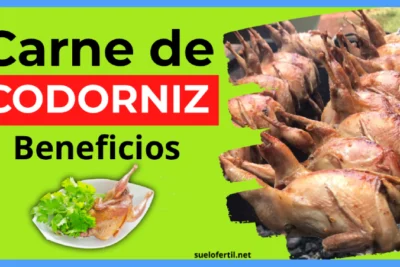 Carne de Codorniz: Beneficios, Propiedades y Por Qué Deberías Incluirla en tu Dieta