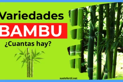 Variedades de Bambú: Tipos, Usos y Cuidados (¡Elige el Correcto!)