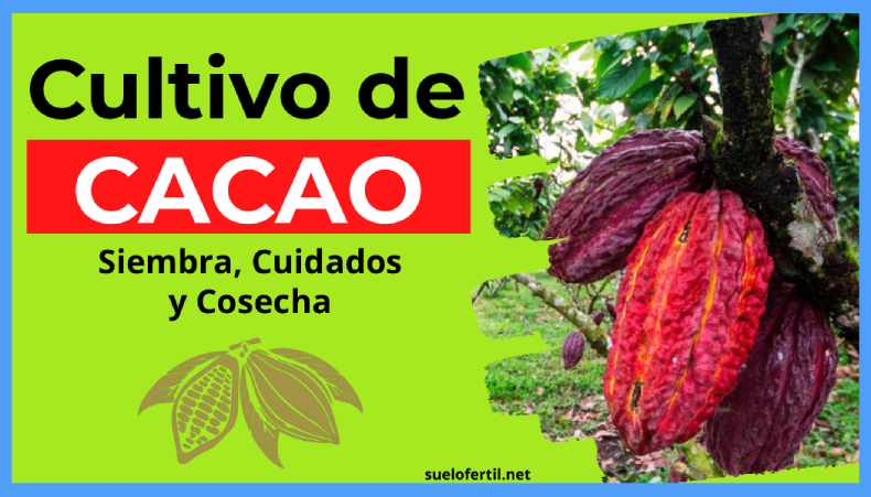 Cultivo de Cacao: Guía Completa para Sembrar, Cuidar y Producir Más